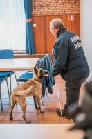 Luna, le premier chien ICT de la Police Fédérale