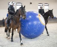 Buurlanden trainen toekomstige politiepaarden samen