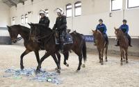 La Belgique et les Pays-Bas forment ensemble les futurs chevaux de police