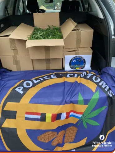 Action de contrôle Étoile : 500 plants de cannabis découverts dans une voiture de location
