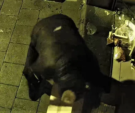 Ramkraak op een tabakswinkel in Kortrijk 